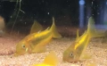 Сомче, сомче corydoras gold laser, gold stripe, снимка 1