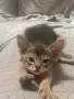 Абисинско котенце , снимка 2