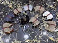 чанти Gucci Louis Vuitton , снимка 5