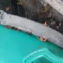 бидон употребяван зелен, снимка 2