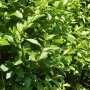 🌿🧡🌱 Лигуструм / Жив плет (Ligustrum ovalifolium), снимка 3