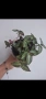 Традесканция, tradescantia Toundra, снимка 1
