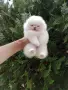 Бели мини Померани. Реални снимки !!!, снимка 4