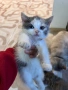Котенца персийки , снимка 4