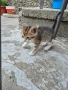 Подарявам малки котета, снимка 5