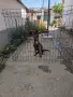 белгийска овчарка малиноа , снимка 2