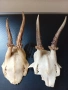Еленови рога - 2 броя(малки, с част от черепа), снимка 1