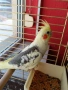 продавам папагали Корела , снимка 4