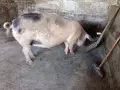 Продавам спрасна свиня , снимка 3