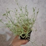 Комплект Рожец и Детелина розова, снимка 3