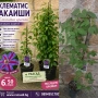 Клематис Акаиши - разсад, снимка 1