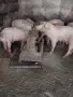 Малки прасенца за угояване., снимка 3