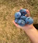 Сини сливи сорт чачанска, снимка 1