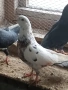 пазарджишки високолетци , снимка 4