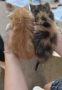 Спешно търся дом за 4 малки котенца, снимка 5