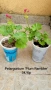 Сортово мушкато Pelargonium Plum Rambler / Зонално мушкато , снимка 2