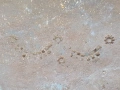 Брадва кривица с печат 4, снимка 5