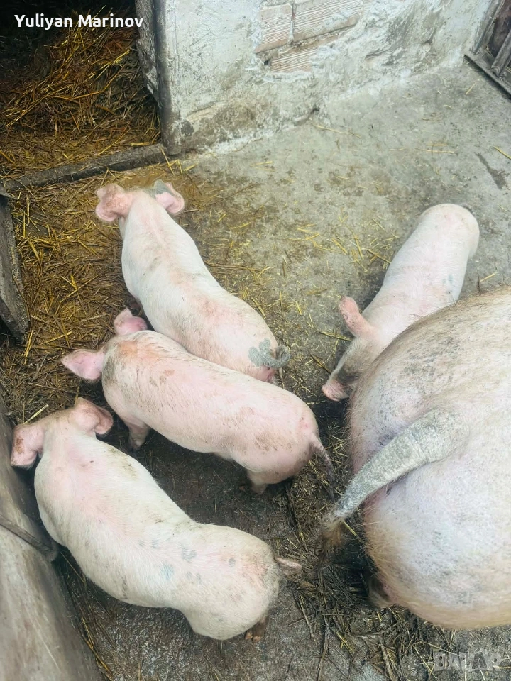 Продават се 4 бройки мъжки прасенца 🐖 Тегло: 18–20 кг , снимка 1