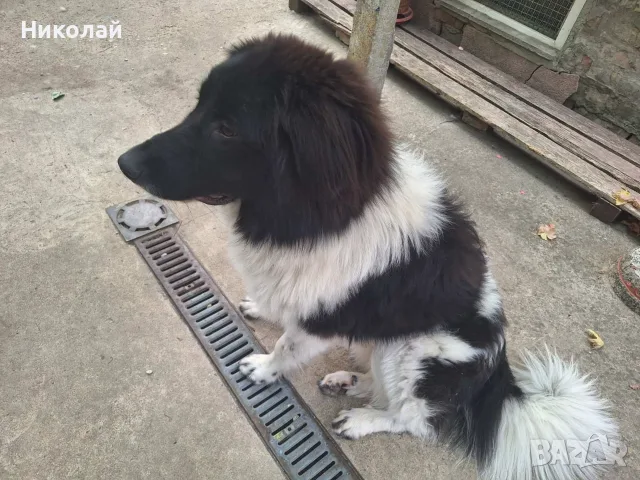 Каракачанско куче, снимка 3 - Каракачанска овчарка - 55657071