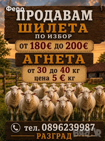 Шилета и агнета