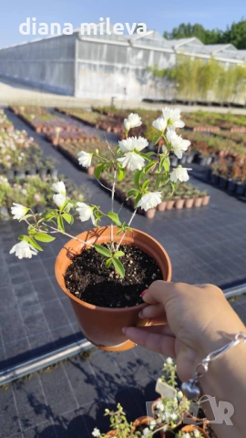 Филаделфус или още Булченски венец, Philadelphus Minnesota Snowflake, снимка 6 - Градински цветя и растения - 54693488