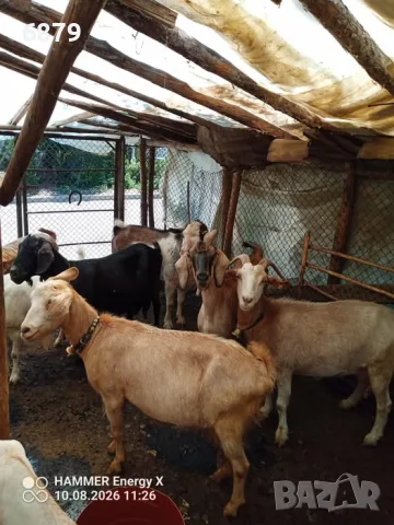 Продавам кози за дамазлък, снимка 2 - Кози - 55626541