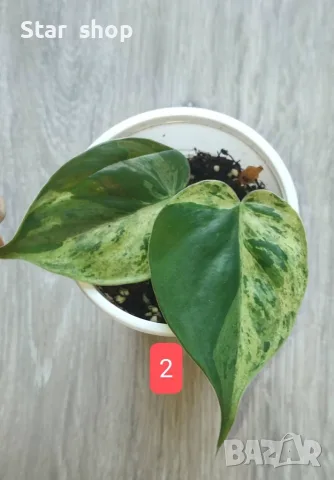 Филодендрон- Philodendron Hederaceum Variegata, снимка 2 - Стайни растения - 55295623