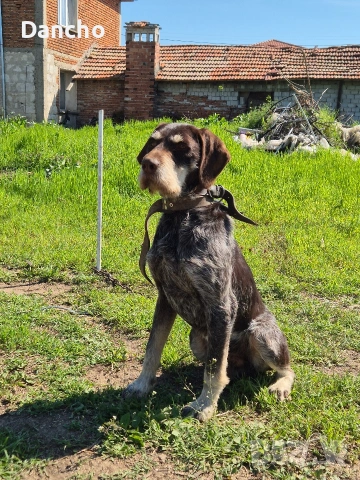 Дратхаар 