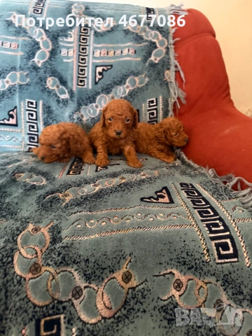 Той пудели ред априкот 