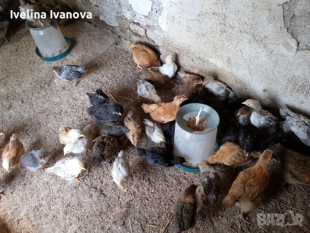 пилета кръстоска , снимка 2 - Кокошки и пуйки - 54777479