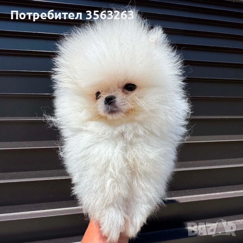 Продавам померан - момче , снимка 3 - Померан - 54874279