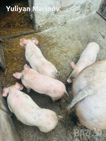 Продават се 4 бройки мъжки прасенца 🐖 Тегло: 18–20 кг 