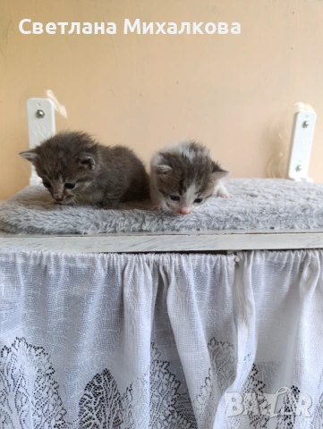 Подарявам две малки котенца , снимка 9 - Други - 54750808