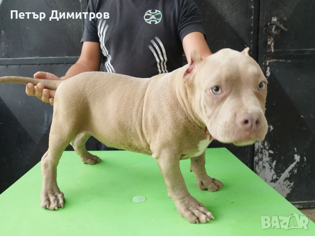 американско були покет , снимка 4 - Други - 55164796