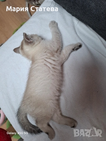 Британска късокосместа , снимка 3 - Британска късокосместа - 54084870