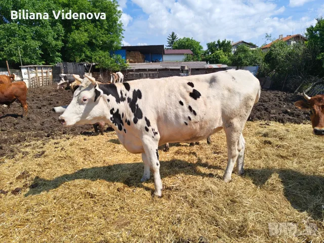 Продавам крави, юници и телета