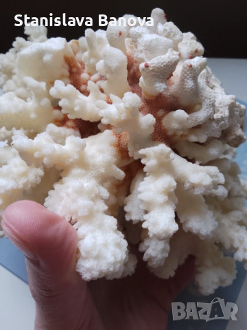 Бял корал, снимка 2 - Други - 54079779