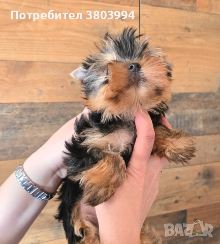 Чистокръвно Мини момиченце, снимка 16 - Йоркширски териер - 54243156