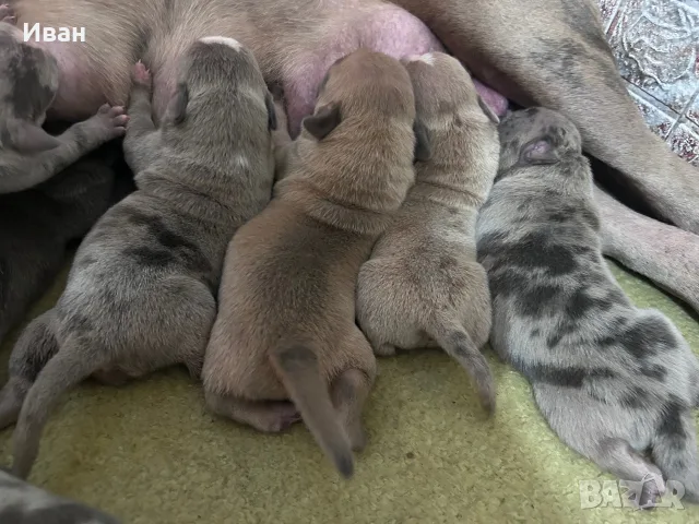American BullyXL кученца , снимка 3 - Други - 55627333