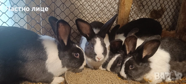 Продавам 3 женски  и 2мъжки млади холандски зайци, снимка 3 - Други - 54044428