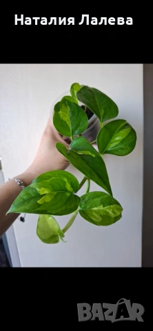 Eпипремнум, epipremnum Global Green, снимка 3 - Стайни растения - 54326212