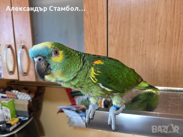 Папагали амазона, снимка 2 - Папагали - 54987482