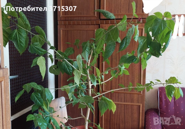 Китайска роза ,кливия, снимка 2 - Стайни растения - 53837775