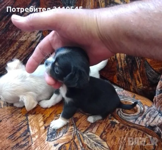 Продавам Чихуахуа