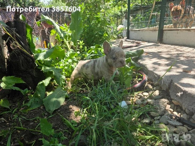 френски булдоци Сини и Изабела мерлета, снимка 6 - Френски булдог - 54999066