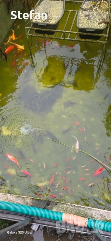 езерни риби, снимка 4 - Други - 54023410