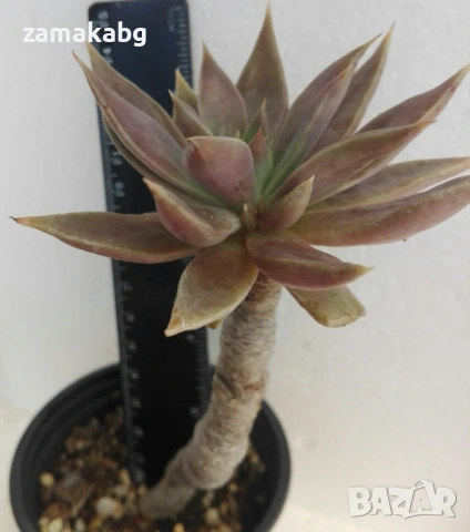 Ешеверия (Echeveria Bifida New Hybrid)