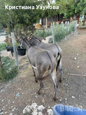 Продавам магарета, снимка 5 - Други - 55132188
