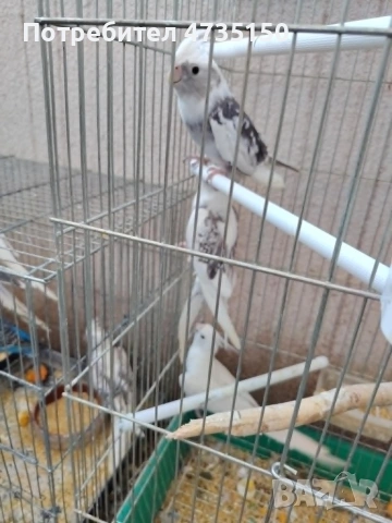 Продавам бели и пъстри корели, снимка 2 - Папагали - 55136761