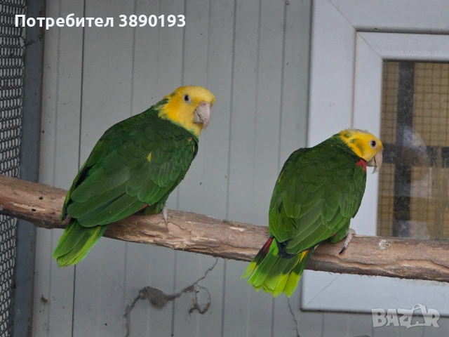 Двойка оратрикс, снимка 5 - Папагали - 55148817